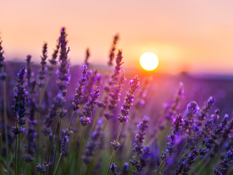 Lavendelfeld bei Sonnenuntergang Lavendel hilft bei Schlafstörungen