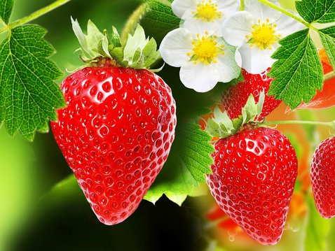 Erdbeeren – lecker und gesund! Erdbeeren – lecker und gesund!