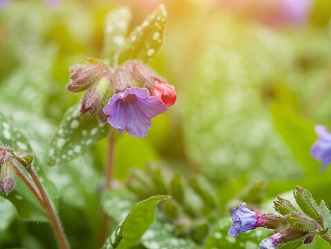Das Lungenkraut: Gut für Verdauung, Immunsystem, Stoffwechsel und Stimmung Das Lungenkraut: Gut für Verdauung, Immunsystem, Stoffwechsel und Stimmung