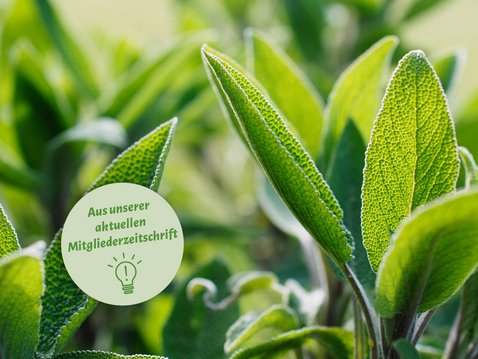 Kühlende Heilpflanzen für den Sommer Kühlende Heilpflanzen für den Sommer